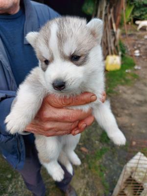 Siberian Razza Husky cuccioli - Foto 2