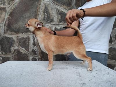 Chihuahua per accoppiamento, a pelo corto - Anteprima 1