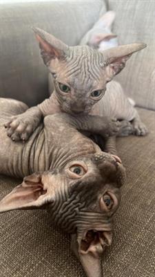 Vendo 4 gattini sphynx 1 di cui una - Foto 2