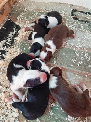 Cuccioli di Border Collie con pedigree