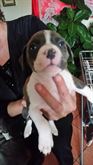 Cucciolata di Amstaf Bicolore