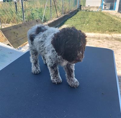 Cucciolo Lagotto Romagnolo