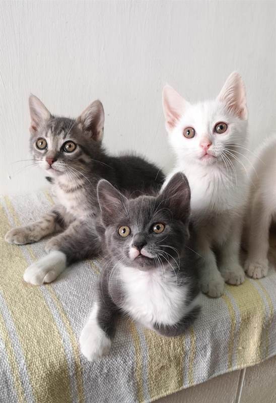 Gattini mix persiano certosino