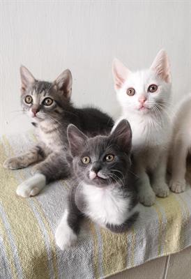 Gattini mix persiano certosino