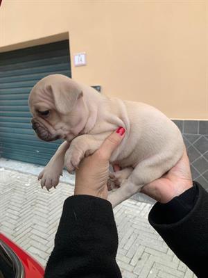 Cucciolo Razza bulldog francese, color crema - Foto 2