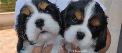Cuccioli di Cavalier King