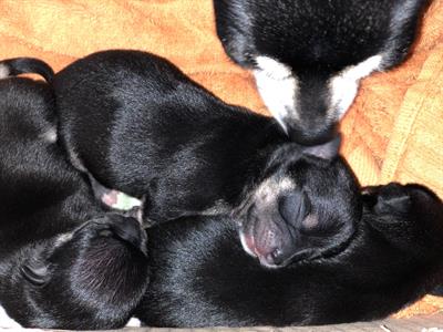Chihuahua - Anteprima 1