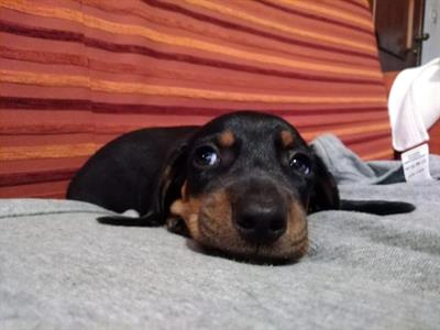 Cuccioli di bassotto tedesco originali, colore nero focato, ottimo stato - Foto 2