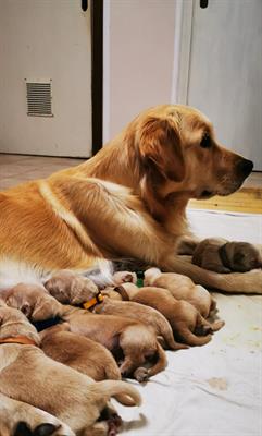 Cuccioli di Golden retriever