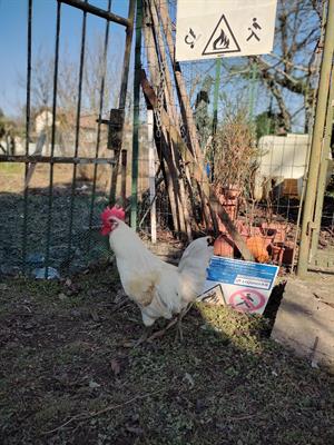 Galli riproduttori anche livornesi