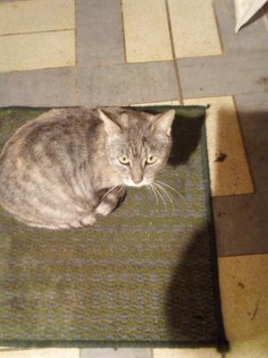 Gatti - circa 2 anni e mezzo Razza Europeo - Foto 5