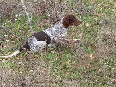 Setter inglese - Foto 2