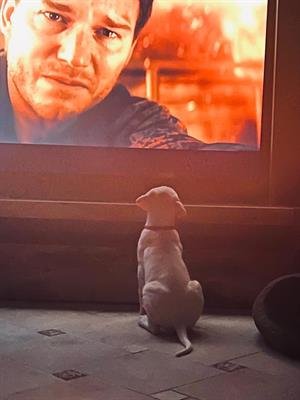 Dogo argentino