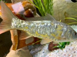 Stock di Carpe koi e pesci per acquari e laghetti