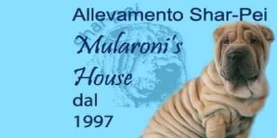 Shar-pei cucciolata disponibile