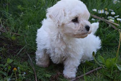 Disponibile 1 cucciolo di bichon a poil frise