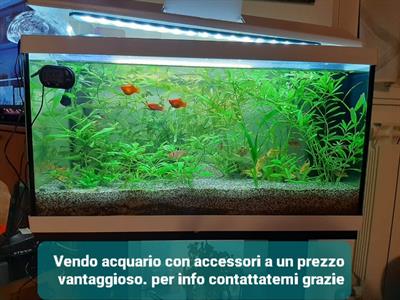 Causa traslocoacquario da 60