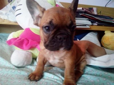 Bouledogue francese femminuccia (Bulldog)