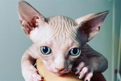 Sphynx cuccioli