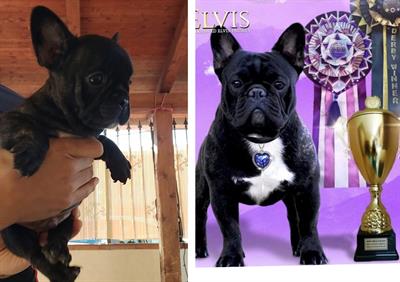Bulldog francese