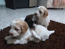 Lagotto romagnolo nate 13/12