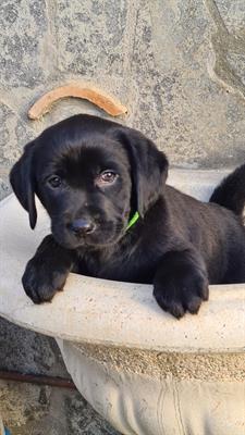 Cuccioli Razza Labrador Retriver - Foto 5