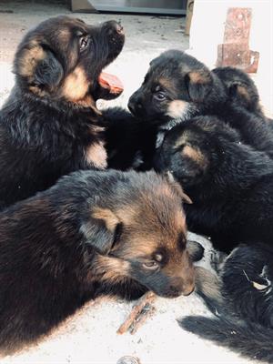 Cuccioli pastore tedesco