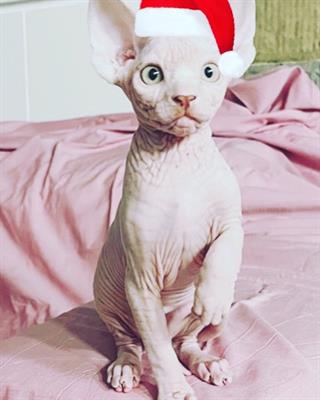 Sphynx cuccioli con pedigree