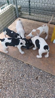 Cuccioli di pointer inglese - Foto 2