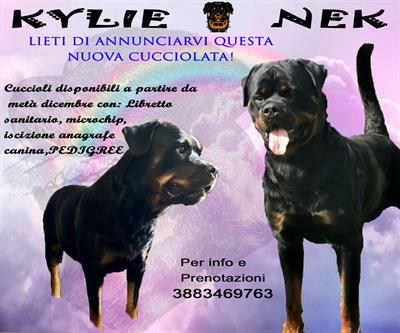 Rottweiler
