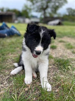 Cuccioli di border collie