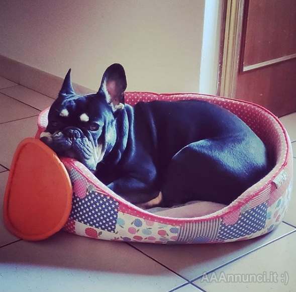 Pensione per cani Perugia