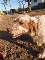 Setter inglese da caccia con pedigree