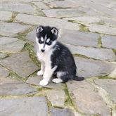 Foto 3 Cuccioli di Siberian Razza Husky