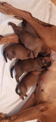 Boxer Cuccioli - Foto 4