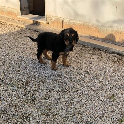 REGALO CUCCIOLI MASCHI SETTER POINTER