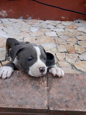 Cuccioli Amstaff Blu in Basilicata e Puglia