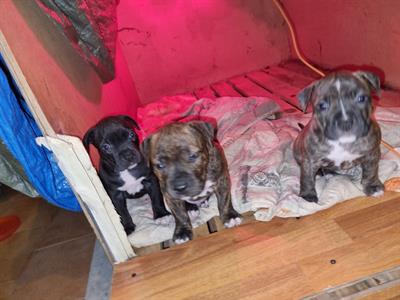 Pitbull - 2 maschi e 1 femmina - Anteprima 1