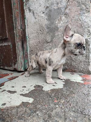 Bulldog francese lilac merle - Foto 3