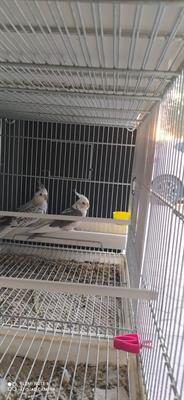 Cedo 7 coppie di pappagalli per mancanza di tempo - Foto 6