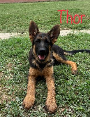 Cuccioli pastore tedesco - Foto 3