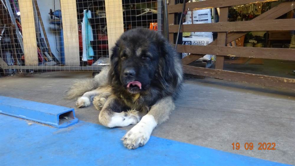 Foto 2 Cuccioli Pastore del caucaso in vendita