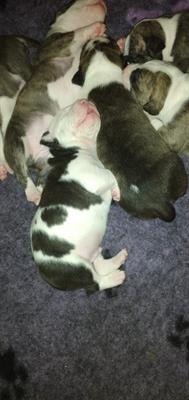 Cuccioli amstaff