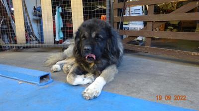 Cuccioli Pastore del caucaso in vendita - Foto 2