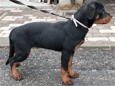 Cucciolotte dì razza rottweiler