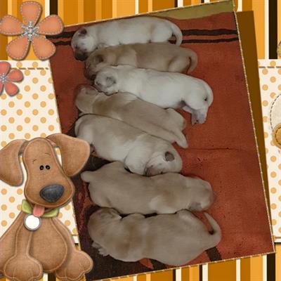 Cuccioli Golden Retriever linea 75% americana