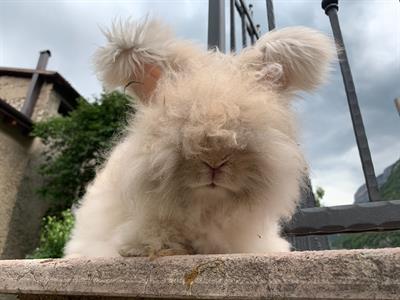 Coniglio angora inglese