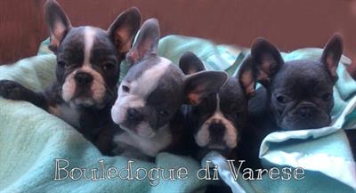 Bulldog francese Blue, colore Tan - Anteprima 2
