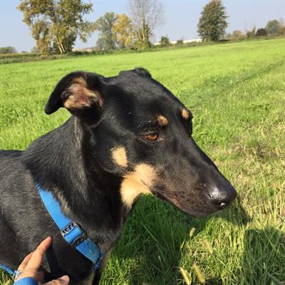 Lester è un incrocio lupoide nato - Foto 3
