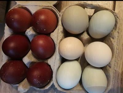 Marans nero ramato